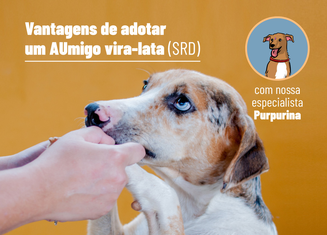 Vantagens de adotar um vira-lata SRD